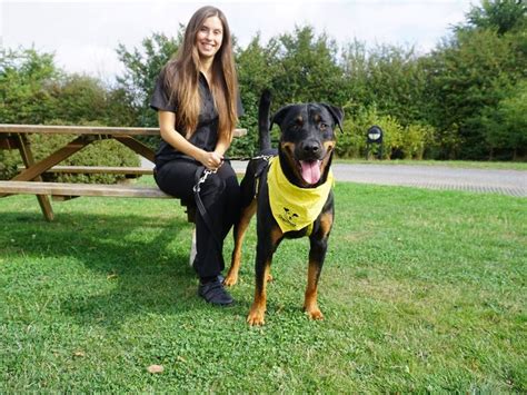 dogs trust snetterton dogs for rehoming